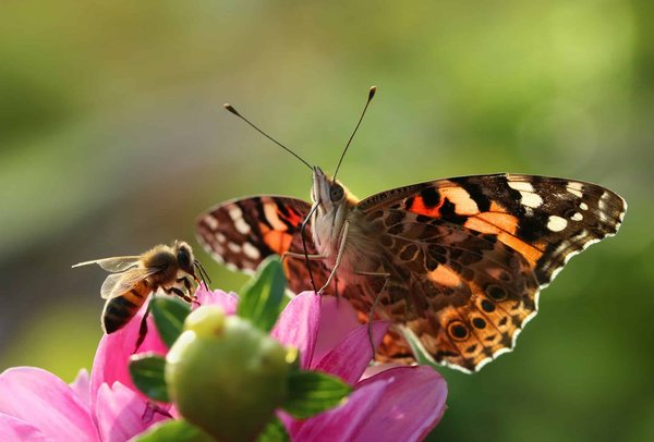 How to Design Real Estate That Supports Urban Pollinators?